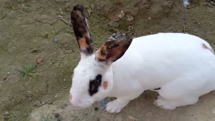 Yuliya Vaishnur yalangoch