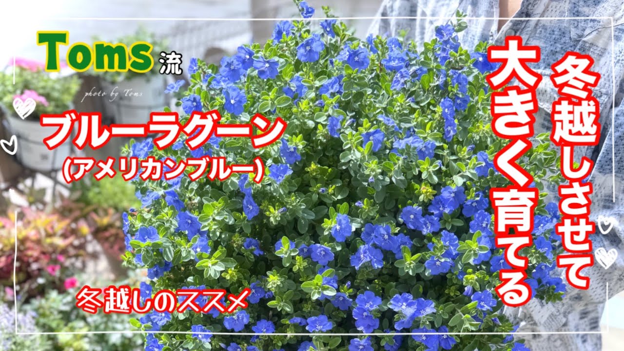 「エボルブルスブルーラグーン」冬越しのポイント　魔改造アメリカンブルー作り方　冬越し編