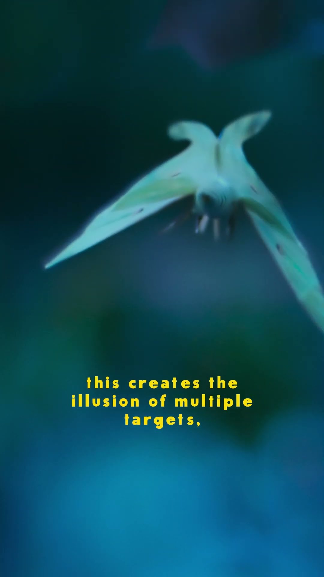 How do luna moths confound bats? #ARealBugsLife