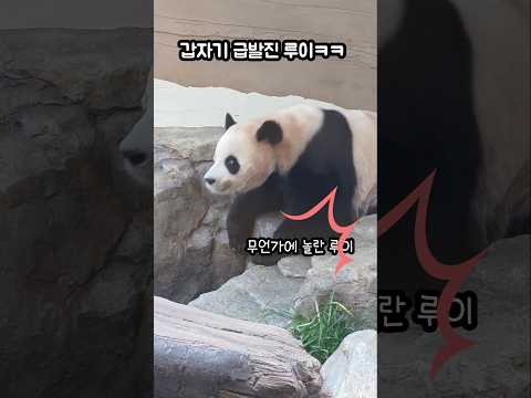 급발진 루이 😲 괜찮아 별일 아냐 💜 #giantpanda #ruibao #루이바오