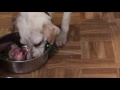 Morning routine (Part 4) - Fresh Raw meal for my dog Snowy (BARF)