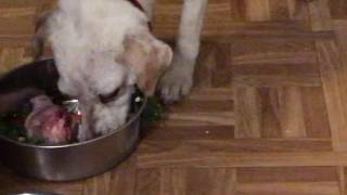 Morning routine (Part 4) - Fresh Raw meal for my dog Snowy (BARF)