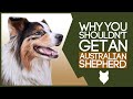 AUSTRALIAN SHEPHERD! 5 Reasons you SHOULD NOT GET A Australian Shepherd Puppy!