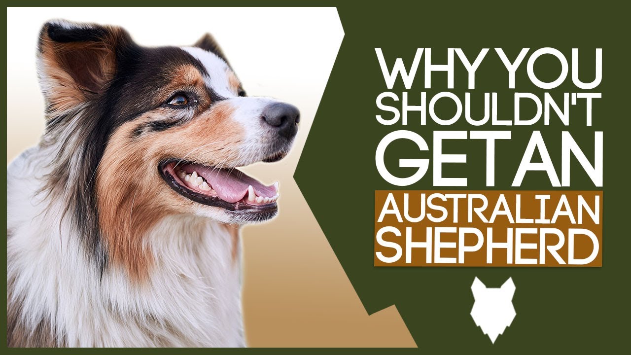 AUSTRALIAN SHEPHERD! 5 Reasons you SHOULD NOT GET A Australian Shepherd ...
