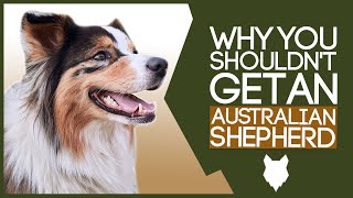 AUSTRALIAN SHEPHERD! 5 Reasons you SHOULD NOT GET A Australian Shepherd Puppy!
