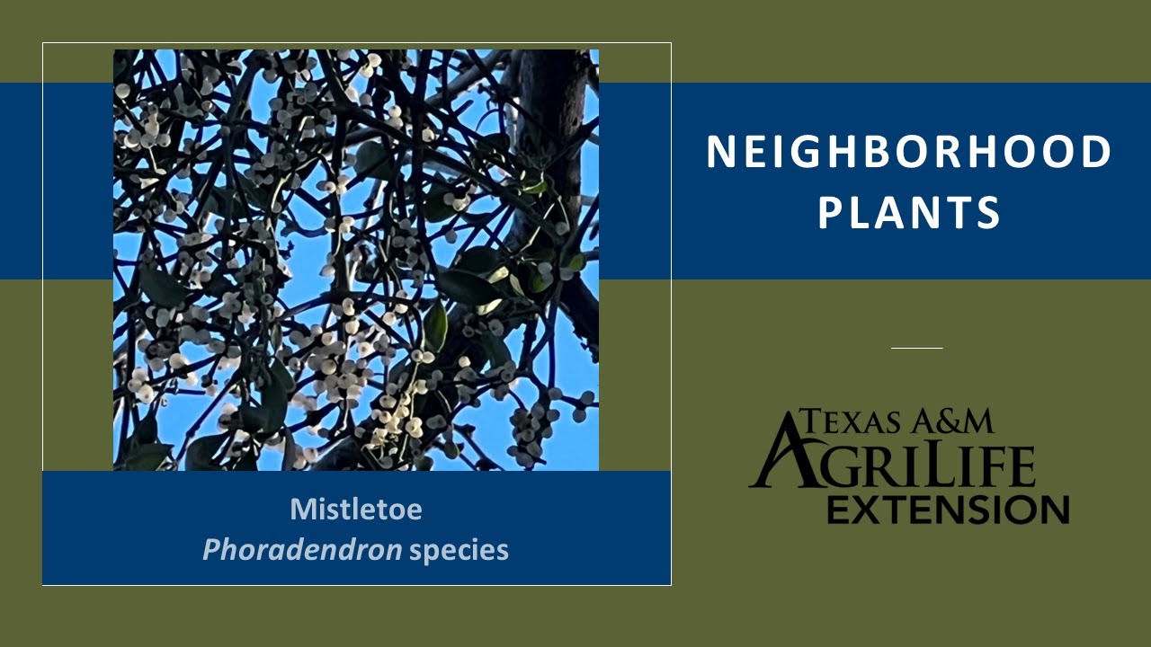 Neighborhood Plants: Mistletoe