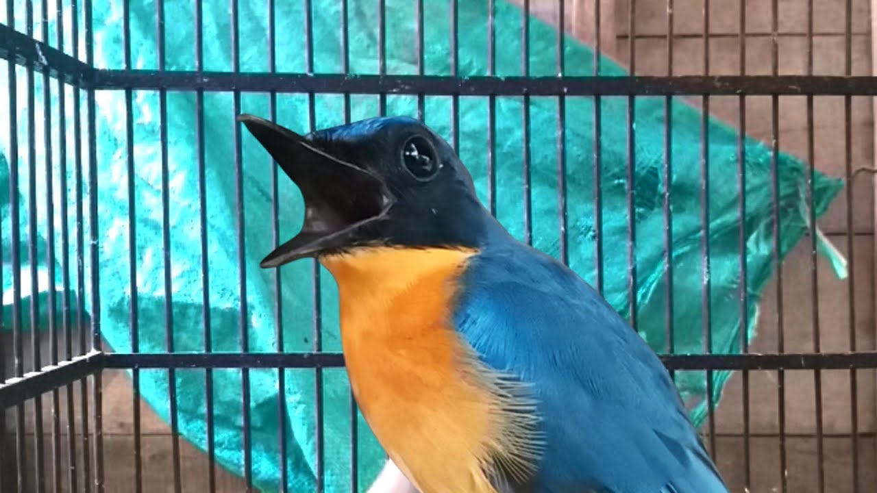 Suara Tledekan Gunung Lokal Banyuwangi GACOR - MP3 PIKAT burung Sulingan SRDC bahan agar cepat bunyi