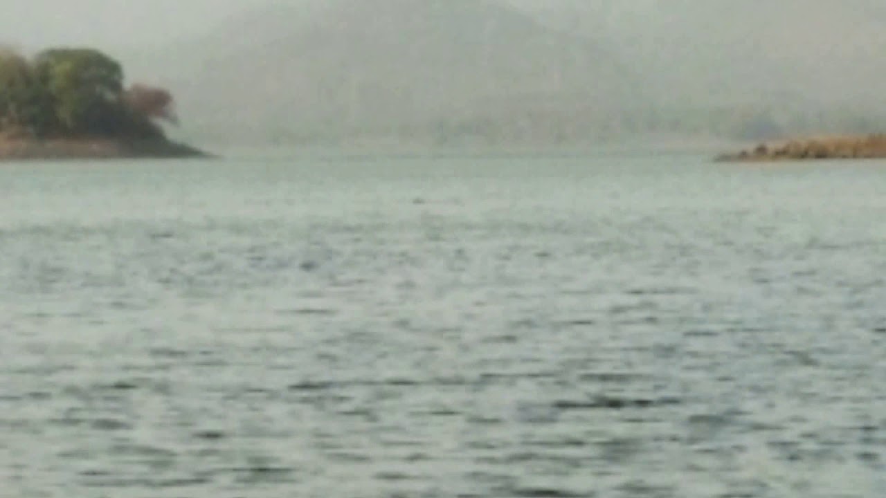 Vihar Lake Crocodile