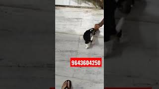 beegal male puppy available low paice call me,9643604250? location delhi #trending #shorts #viral