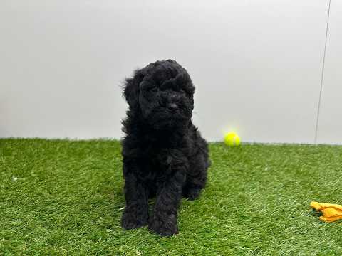 Video van Caniche Male Noir - PUP-ID 010725308 | Dierenhof Debrabandere