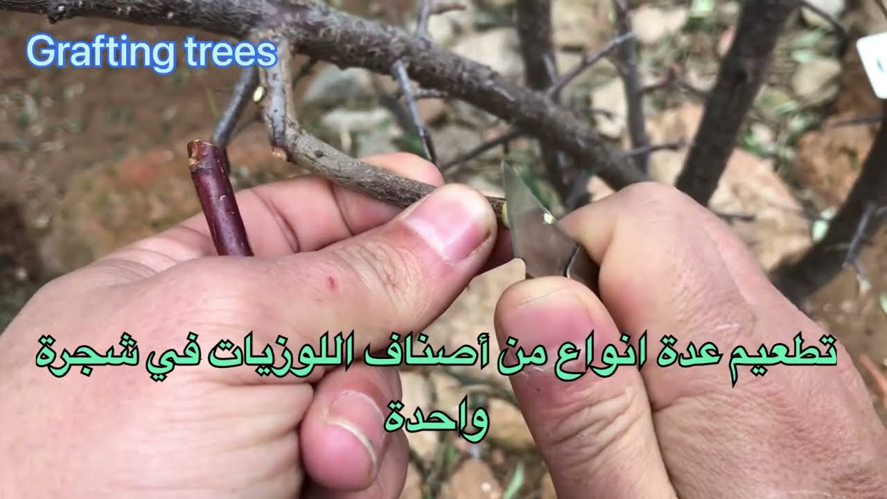كيفية تطعيم عدة أصناف من اللوزيات في شجرة واحدة/تطعيم الاشجار المتمرة