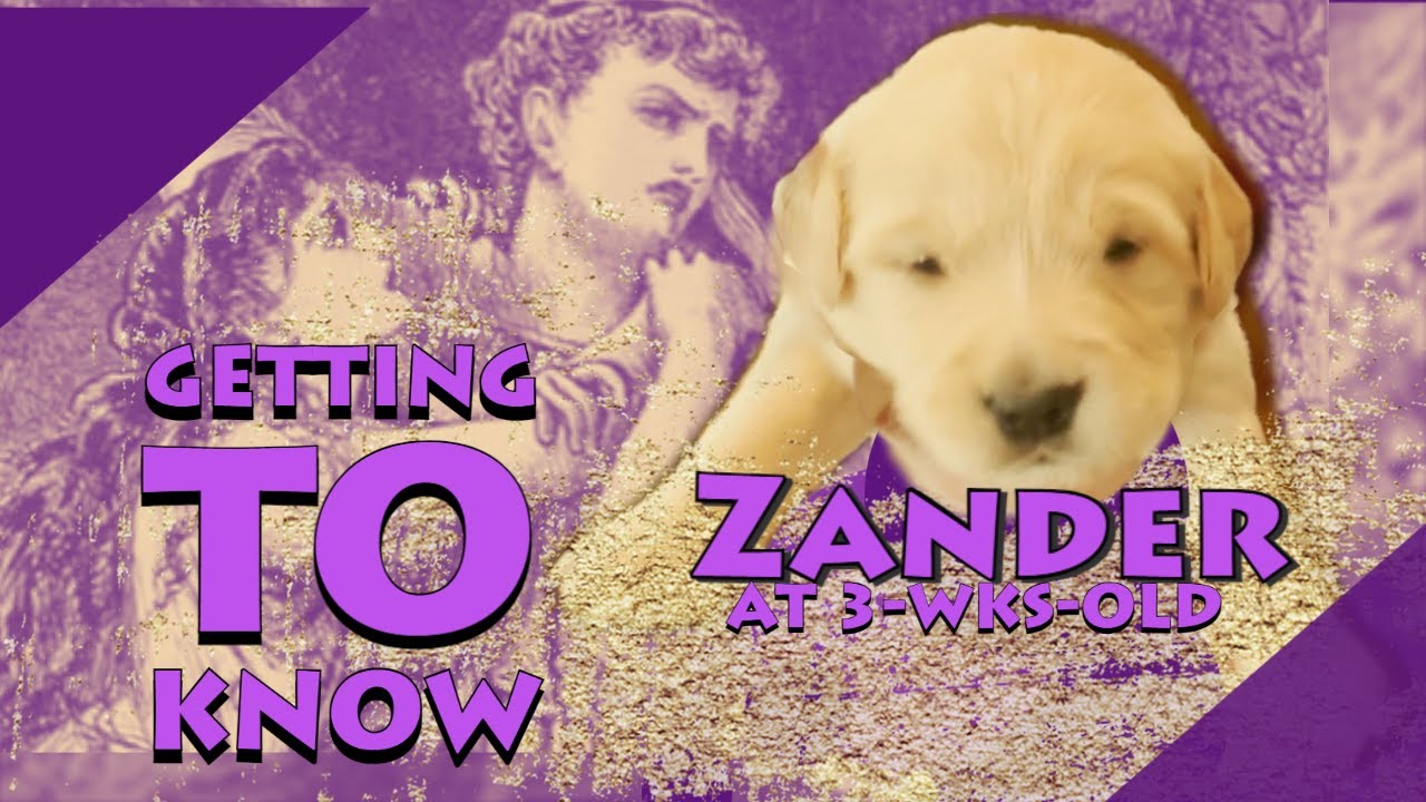 here-s-our-boy-zander-the-3-week-old-golden-retriever-puppy-youtube