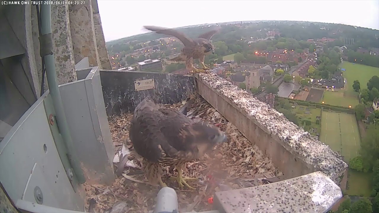Norwich Cathedral Peregrines 2018 Fledging Youtube
