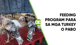 Feeding Program Para sa mga Turkey o Pabo