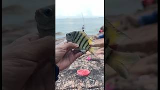 Sambil santai sambil bakar udang #fishingmalaysia #fishing #memancing #angler #landbase