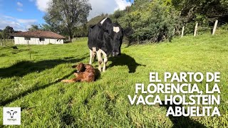 El Parto de Florencia | Parto de Vaca Holstein Rescatada en el Santuario Animal Namigni