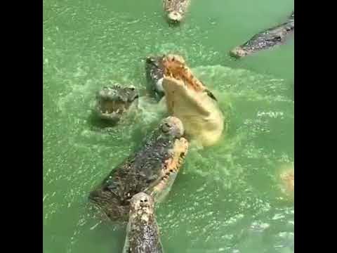 Королевство слонов Чонбури