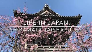 Tokyo Guide Shibamata Taishakuten In Shibamata, Katsushika, Tokyo, Japan In 4K