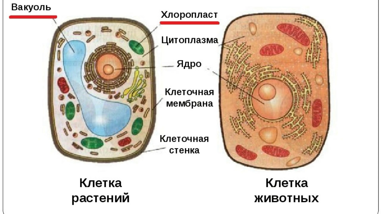 Знакомство Со Строением Клетки