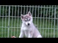 Щенки Хаски / Siberian Husky Puppies DOB 26 June 2013