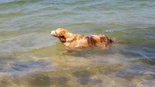 Beach dog chases waves.
