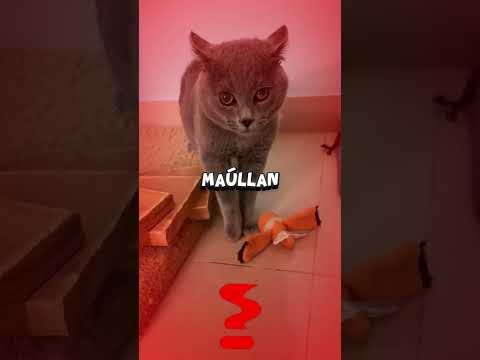 Los gatos se inventaron el maullido para manipularte