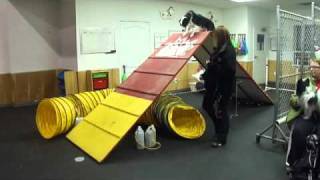 Intermediate 2 Agility Class: Week 5!