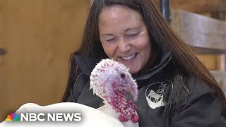 Turkeys At Gentle Barn In Tennessee Offer Comfort Through Cuddles