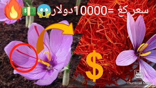 زراعة الزعفران ستجعلك غنيا 💵😱(الذهب الأحمر)