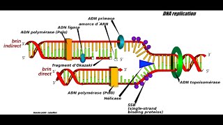 Helicase dependent amplification (HAD): The Isothermal Amplification Technique