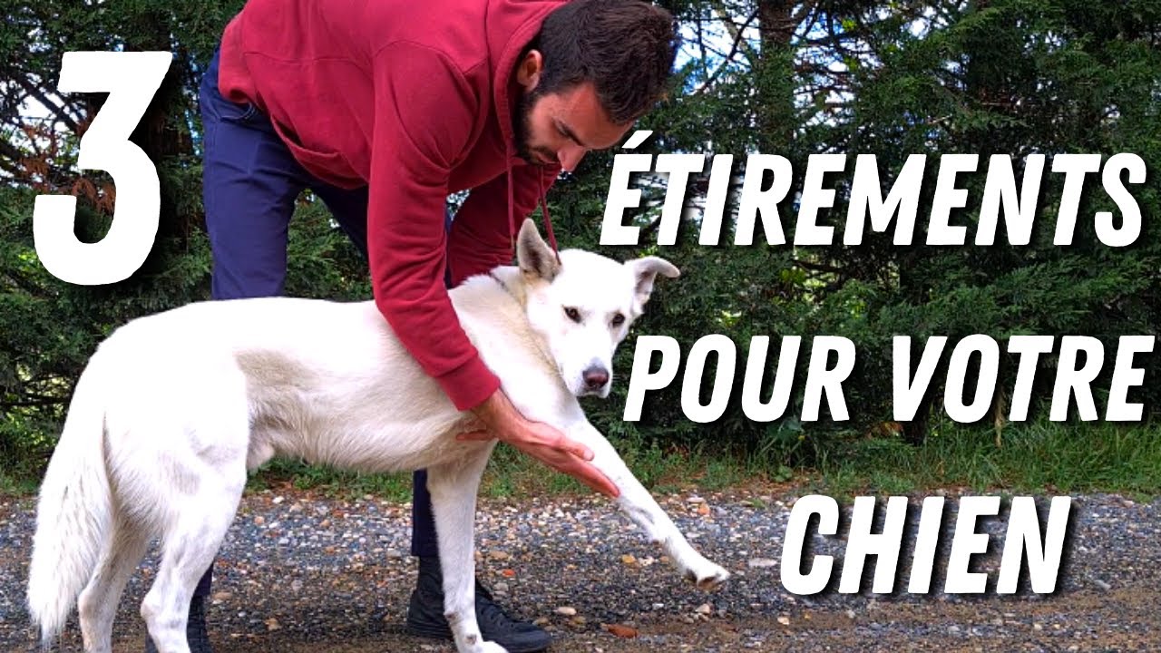 COMMENT ÉTIRER SON CHIEN APRÈS L