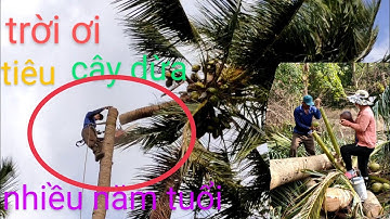 anh thợ cưa hạ cây dừa rất cao nhiều năm tuổi