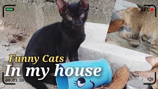 Funny Cats In My House 🥰✌️ #cat #pets #kitten #funny by Nini Nature Collection 🌶️ 158 views 2 weeks ago 6 minutes, 17 seconds