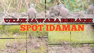 HUNtING DENGAN UKLIK JAWARA || mimis black sniper