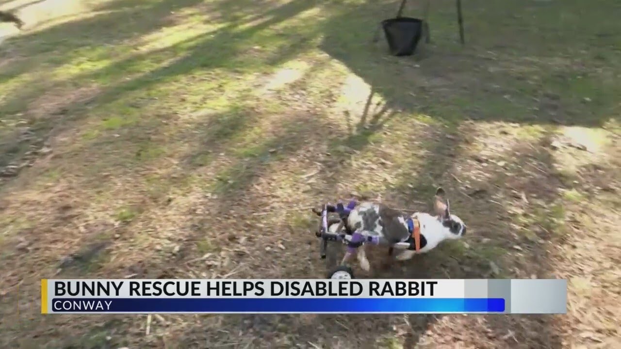 Paisley's Bunny Rescue in Conway helps give disabled rabbit a set of ...