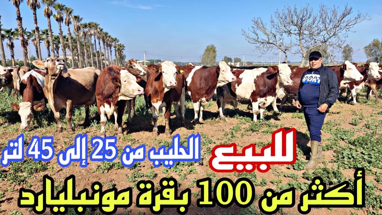 الحاضر يعلم الغايب‼️أكثر من 100 بقرة مونبيليارد🏅 06.61.73.63.56#06.64.05.16.19بن سليمان🇲🇦