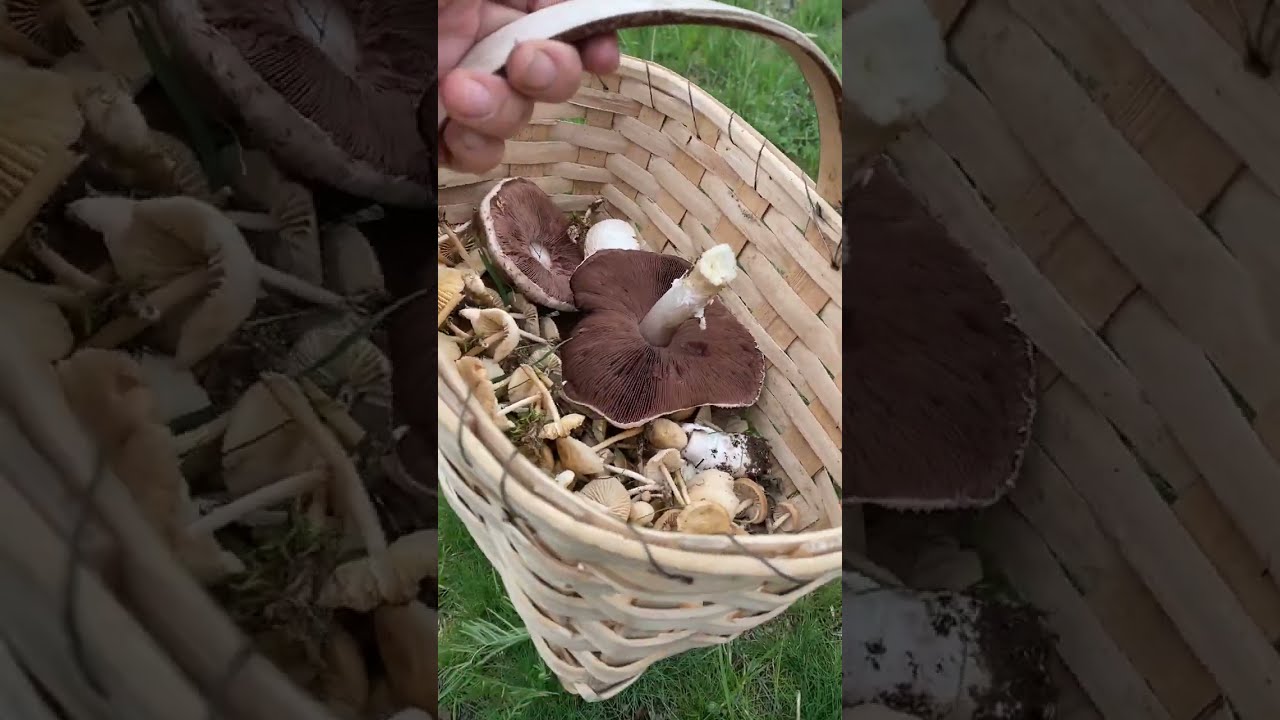 MANTAR TOPLUYORUZ #mantaravcısı #mantar#doğadakal #mantarlar