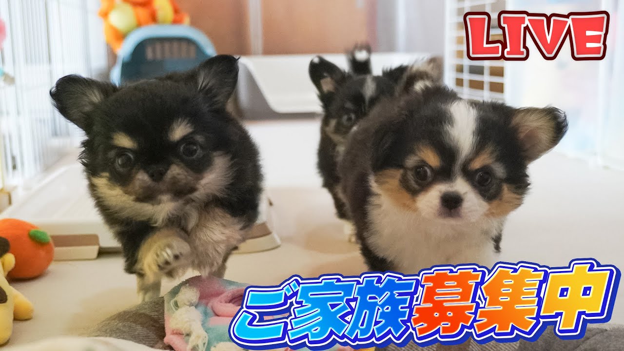 【Live】ご家族募集中の生後64日、チワワの仔犬と遊びながら雑談する木曜定時配信【ブリーダー】