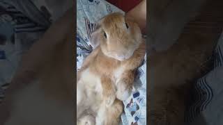 Morning my fren ..  I hope  all of you hv a great Friday 🥰😘😘#cute #cutebaby #rabbit #funny