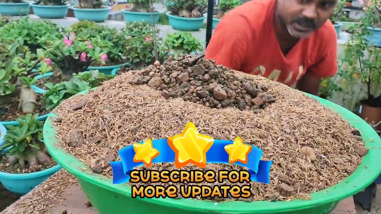 Repotting Big Adenium Arabicum plant in a wide & big pot | care tips for repotting big A. Arabicum