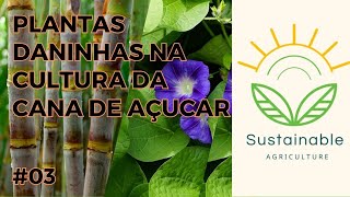 Plantas Daninhas na Cultura da Cana de Acucar como contralar