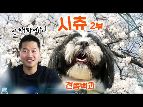 시츄 편 2부｜강형욱의 견종백과