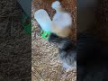 Fluffy chickens!  They are not full grown.