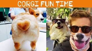 Funny Corgi Tiktok Compilation 2020