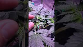 Low stress training my seedlings day 16 gorilla glue by growers choice seeds