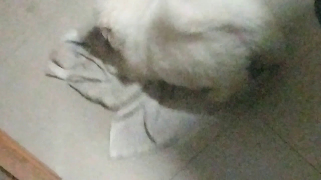 cute puppy eating towel YouTube