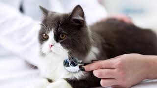 5 Facts That Make Cats Tremor