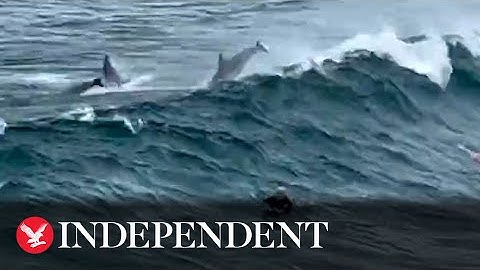 Dolphins seen riding the waves alongside surfers on Sydney beach