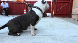 AMAZINGBULLYPITBULLS   "ROLEX"