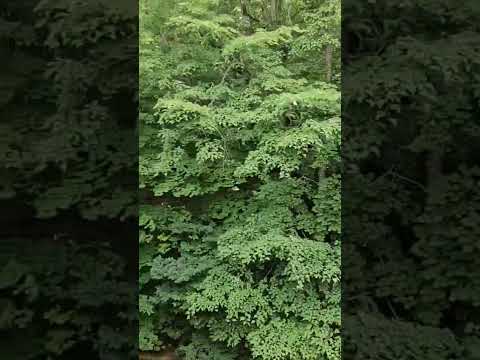 하늘목장 가는 길 #stressreliefmusic #하늘목장 #대관령양떼목장